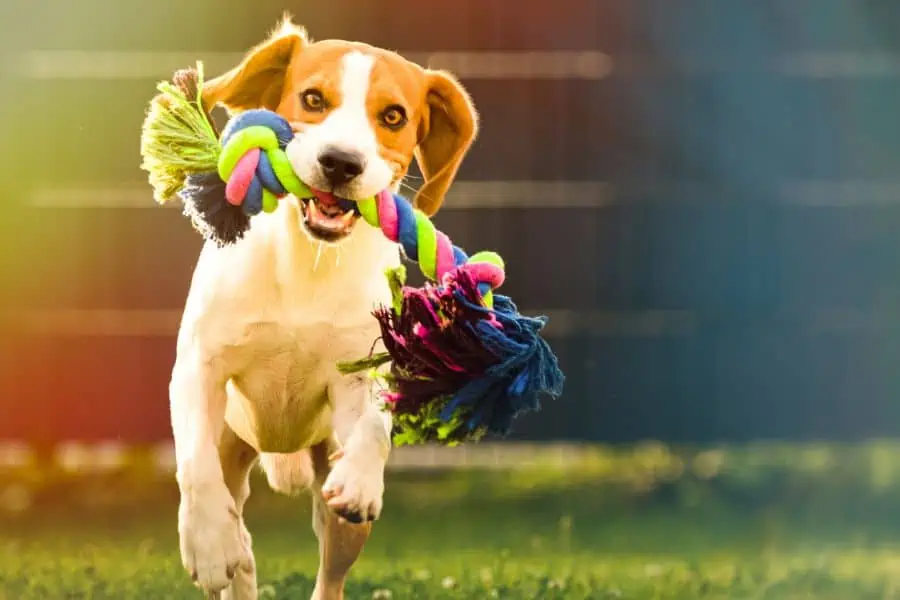 Ready To Play? The Best Dog Toys for Your Pup