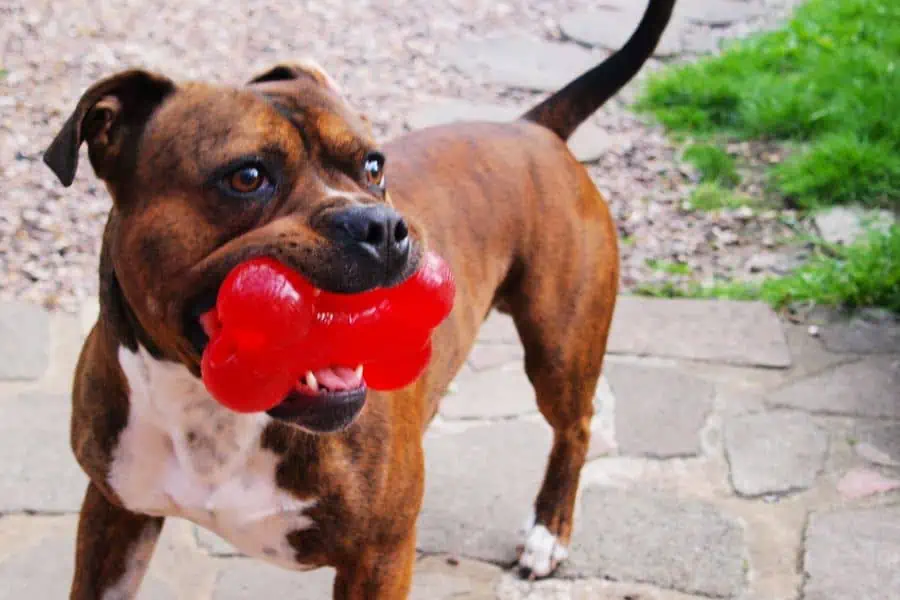 The Best Dog Toys for Your Pup