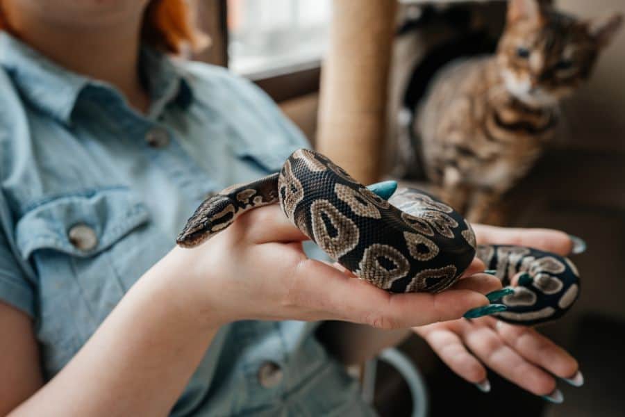 Feeding Exotic Pets A Guide to Proper